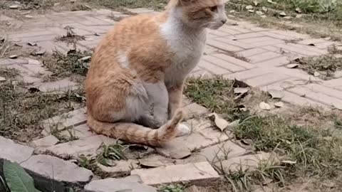 Cat Short Video By Kingdom Of Awais