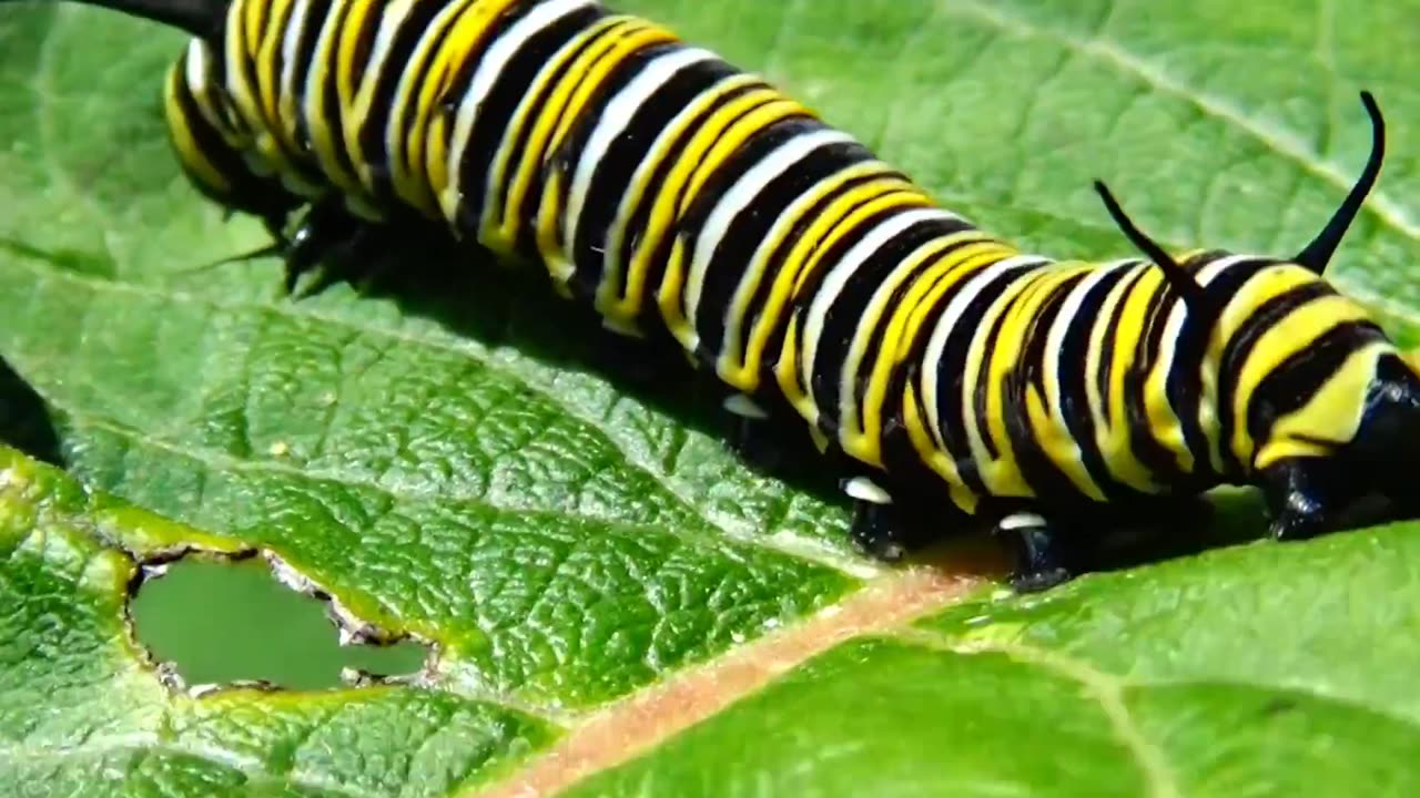 Monarch Butterfly Caterpillar