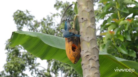 Birds eat papaya !!