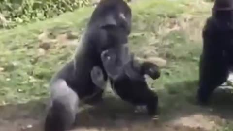 Gorilla Fight