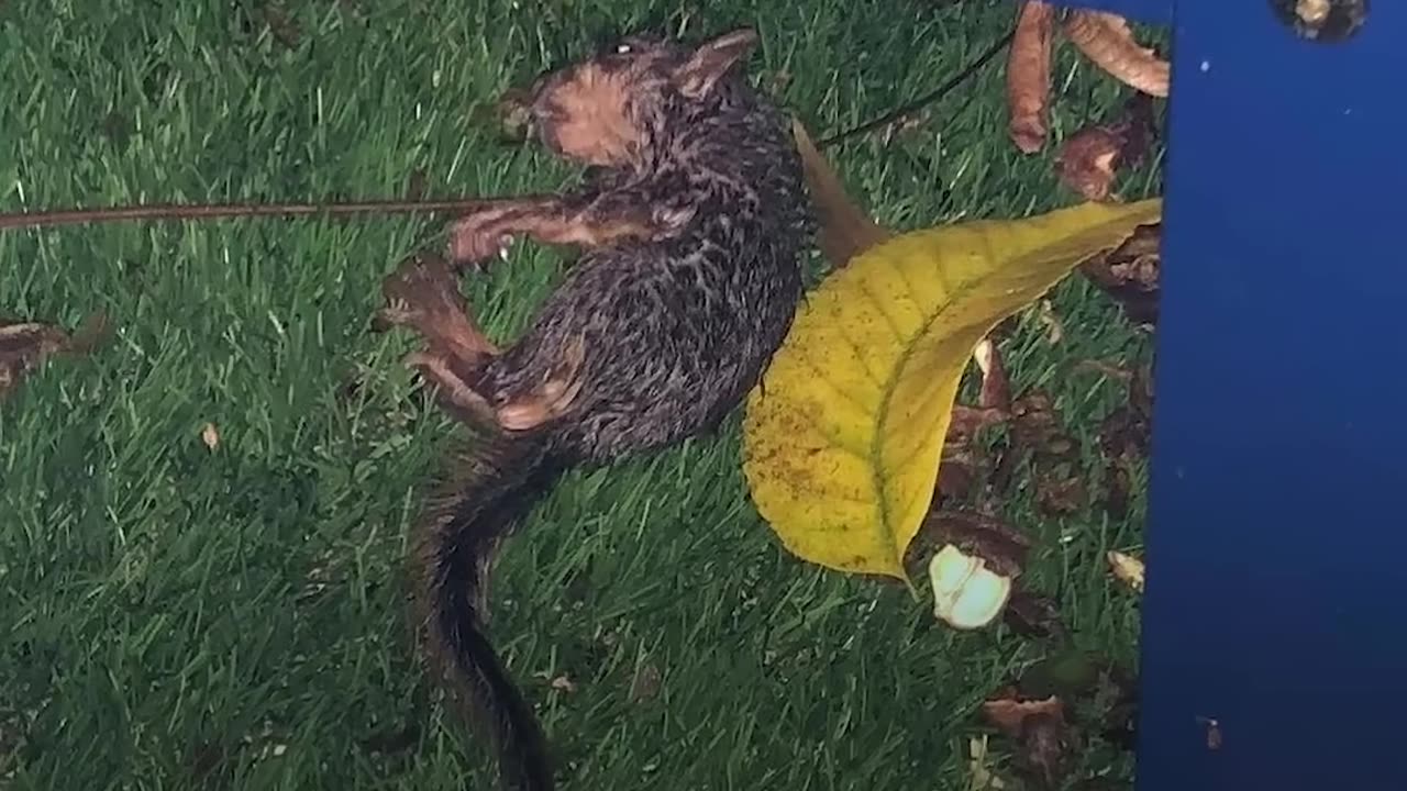 Rescue Squirrel Asks His Parents To Adopt Him - PEANUT | The Dodo