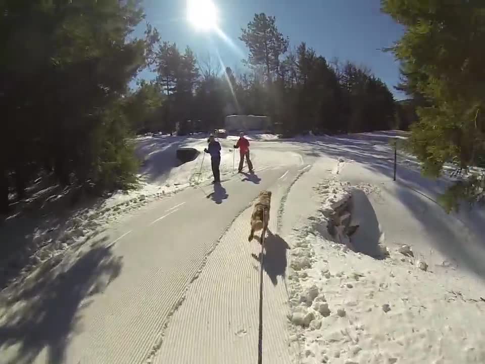 Skijoring with a sweet Golden Retriever