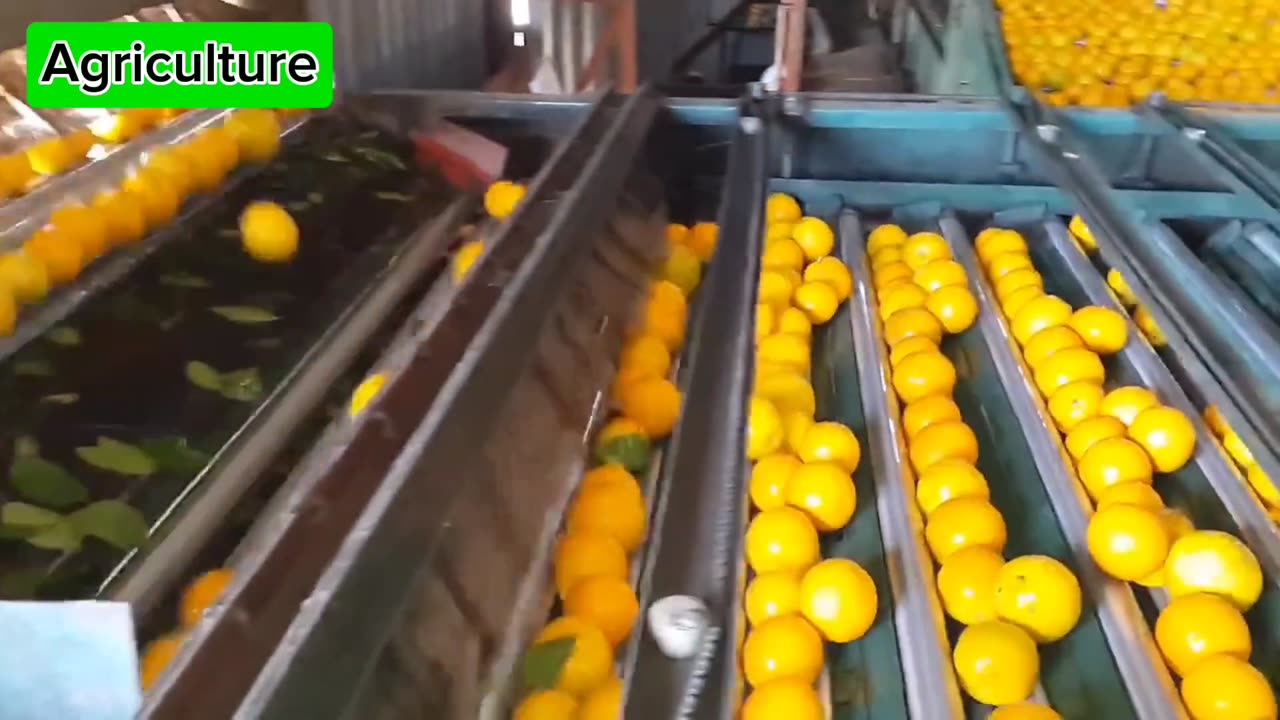 Advanced Agricultural Technology‼️Orange Packing Process in Modern Factory💯