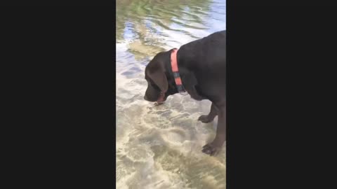 Playful pup gets pinched on the nose by angry crab