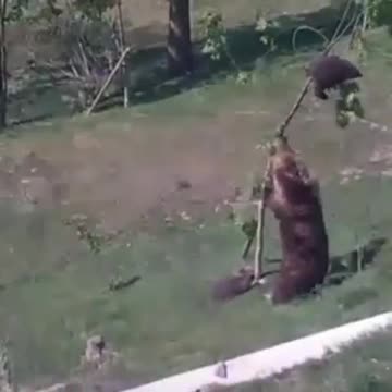 Mom saves her baby bear cub.