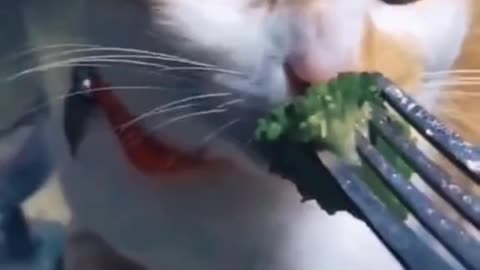 funny scene cats compilation.