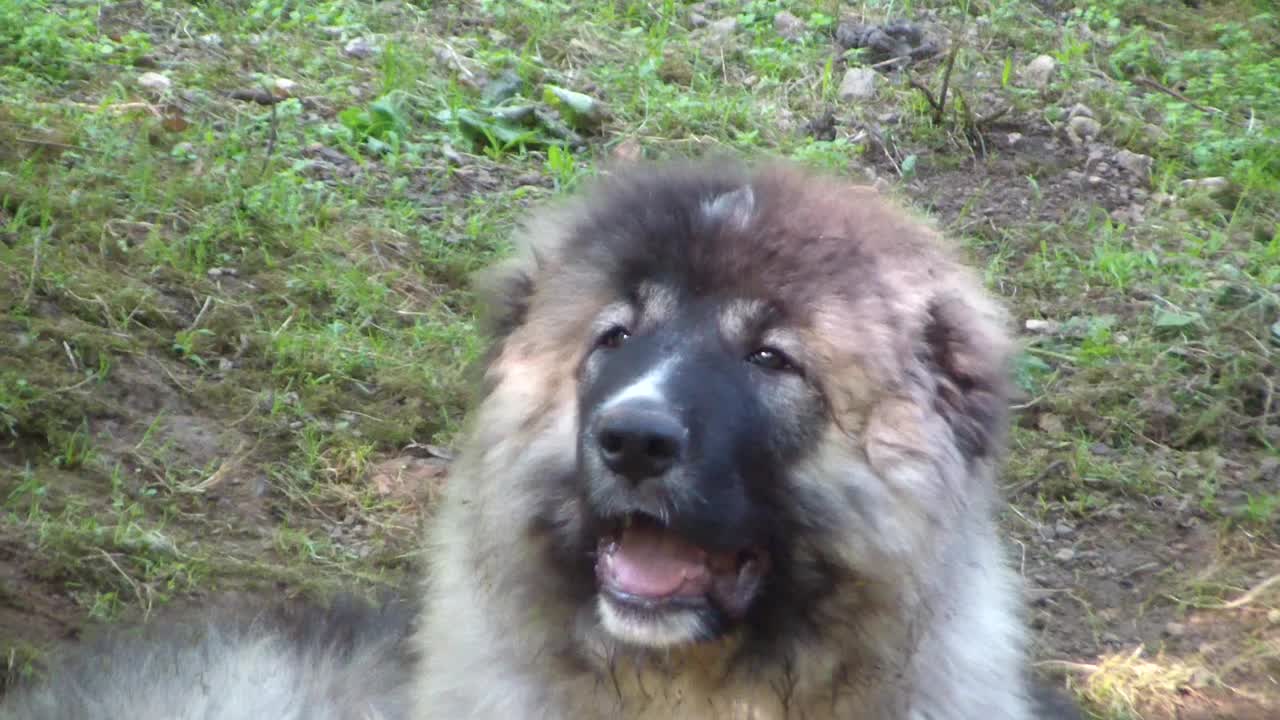 Caucasian Shepherd puppies