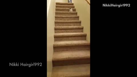 Collab copyright protection - kitten trips down stairs lands hard