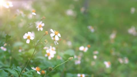 Wild flowers