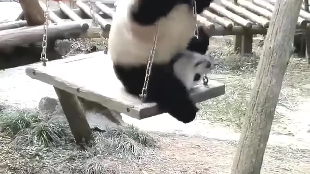 Panda stuck on a swinger😅🤣😅🤣