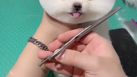 CHINA FUNNY VIDEO 2021 CUTE DOG