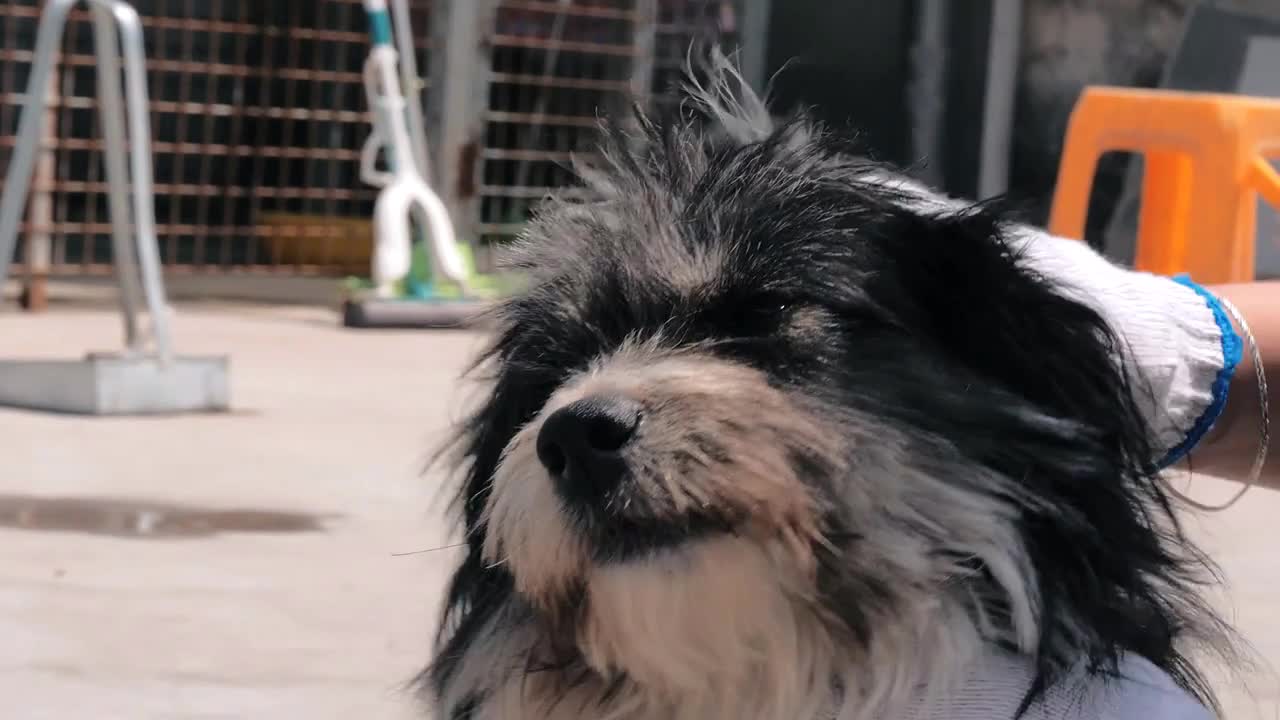 hands petting caged stray dog in pet shelter