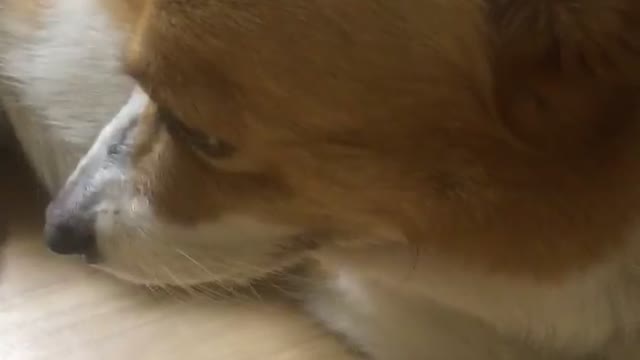 A puppy who turns away from me