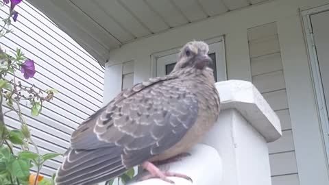 CHEAP HOME SECURITY