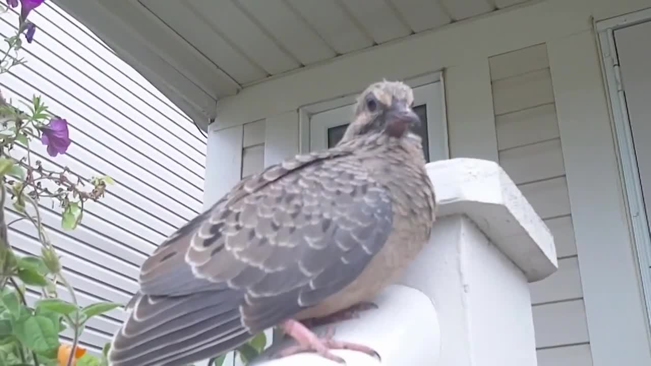 CHEAP HOME SECURITY