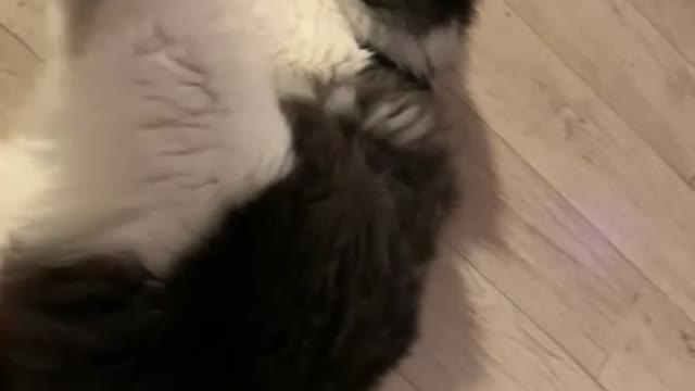 Playtime with cute cat Julie