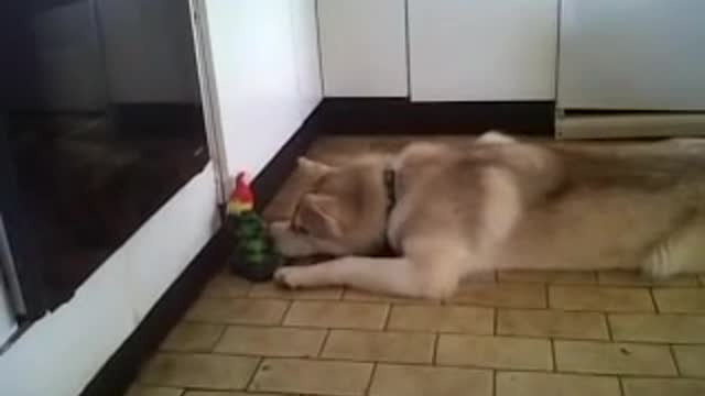 HUSKY CHATTING WITH TOY BIRD.... SO CUTE 😍 😍