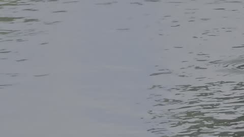 Little gator in the pond in front of the house. 3 foot long Gater