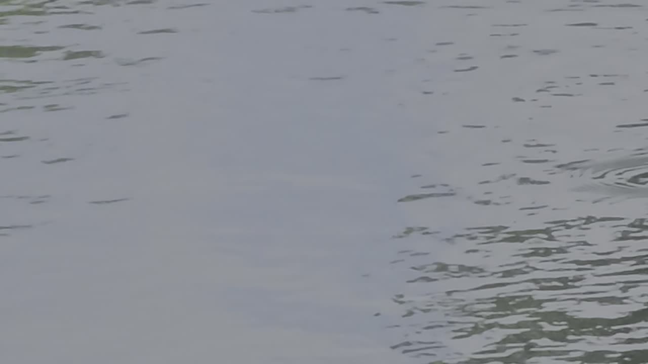 Little gator in the pond in front of the house. 3 foot long Gater