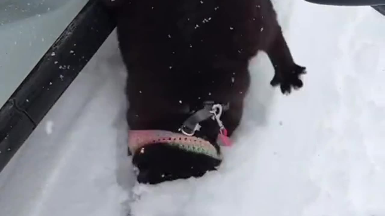 Funny Animals