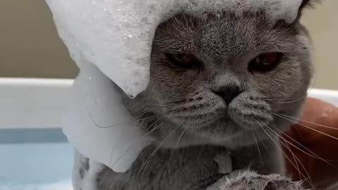 Cat shower