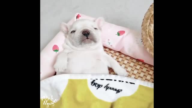 CUTE PETS SERIES: GOODNIGHT