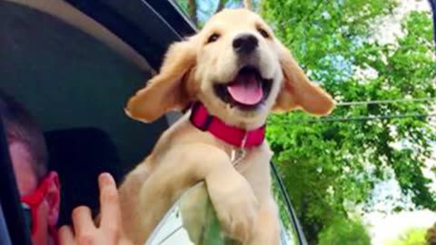 Hilarious Puppies in Action: Funny Dog Moments You Can't Miss!