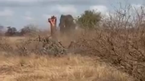 Unbelievable. Elephant knocks down a huge tree