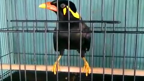parrots can speak Assalamualaikum and the song Indonesia raya