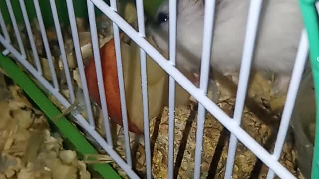 Hamster is eating an apple