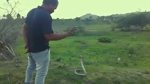 Angry Snake Vs Brilliant Man | Viral Video Of The Year