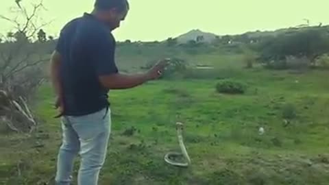 Angry Snake Vs Brilliant Man | Viral Video Of The Year