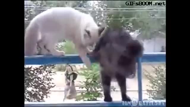 Funny cat