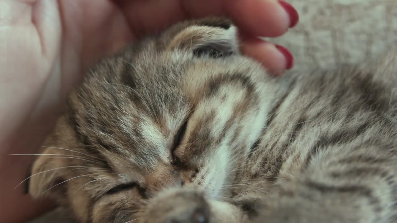 So cute Cat asleep