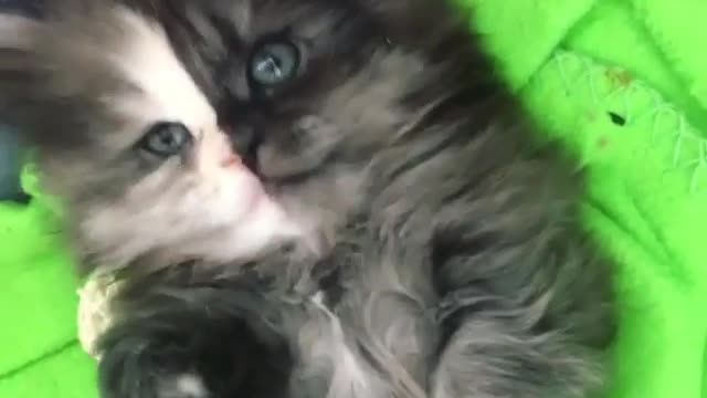 This cat looks so special