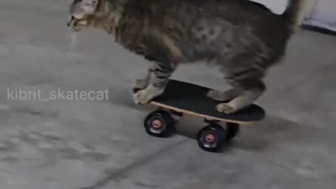 This cat skates better then me 😭