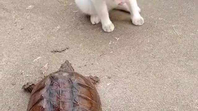 The cat is afraid of the turtle LOL