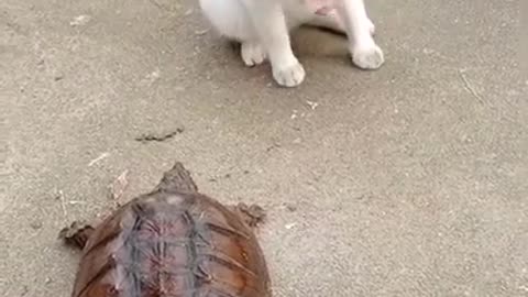 The cat is afraid of the turtle LOL