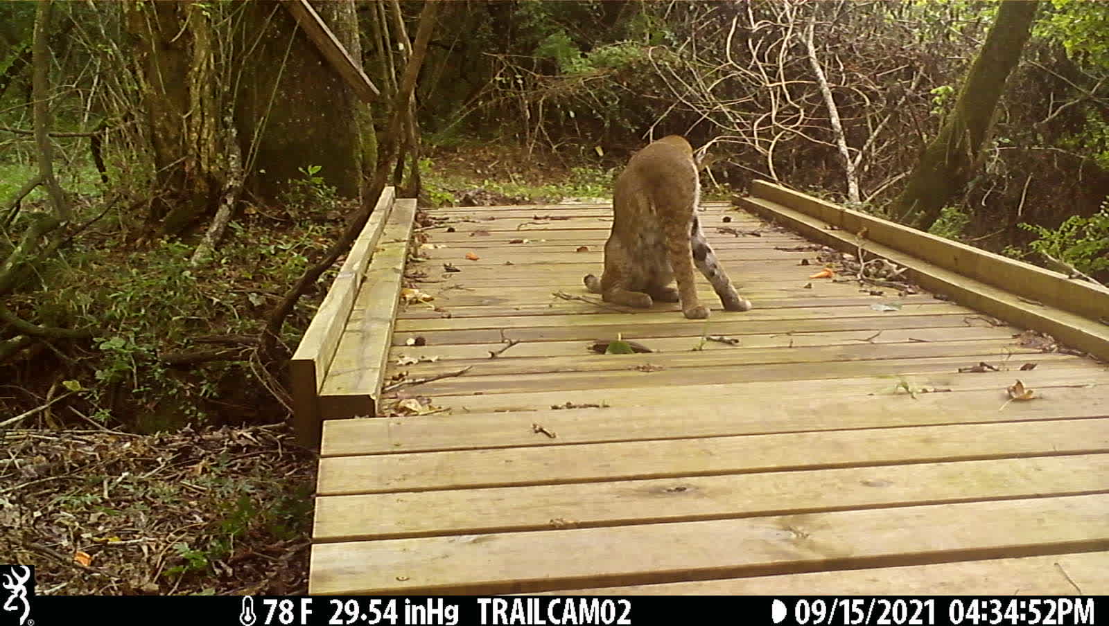 Panting Bobcat