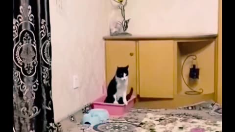 Funny Cats and Dogs 🐱🐶 | Funny Animal Videos #2023