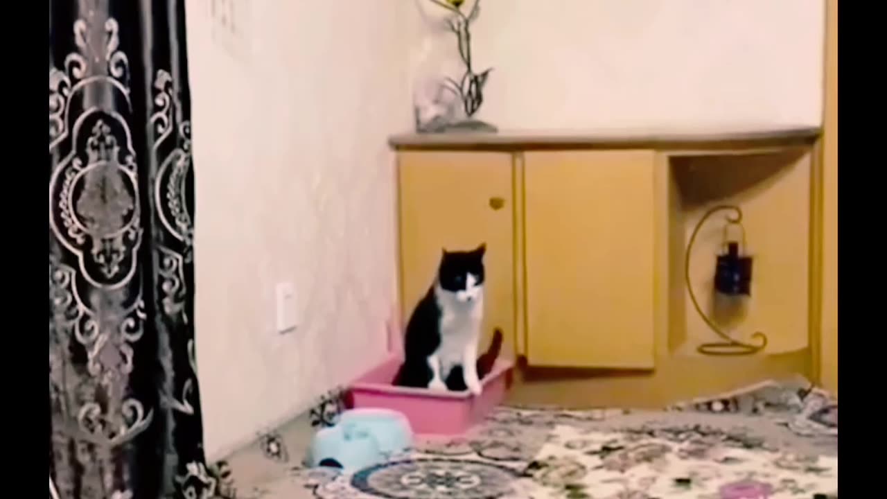 Funny Cats and Dogs 🐱🐶 | Funny Animal Videos #2023