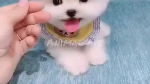 Cutest Cats and Dogs