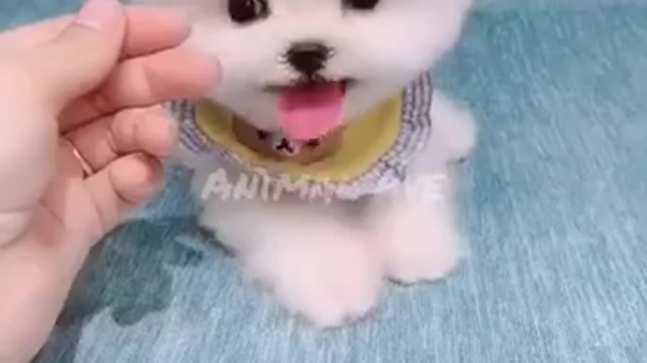 Cutest Cats and Dogs