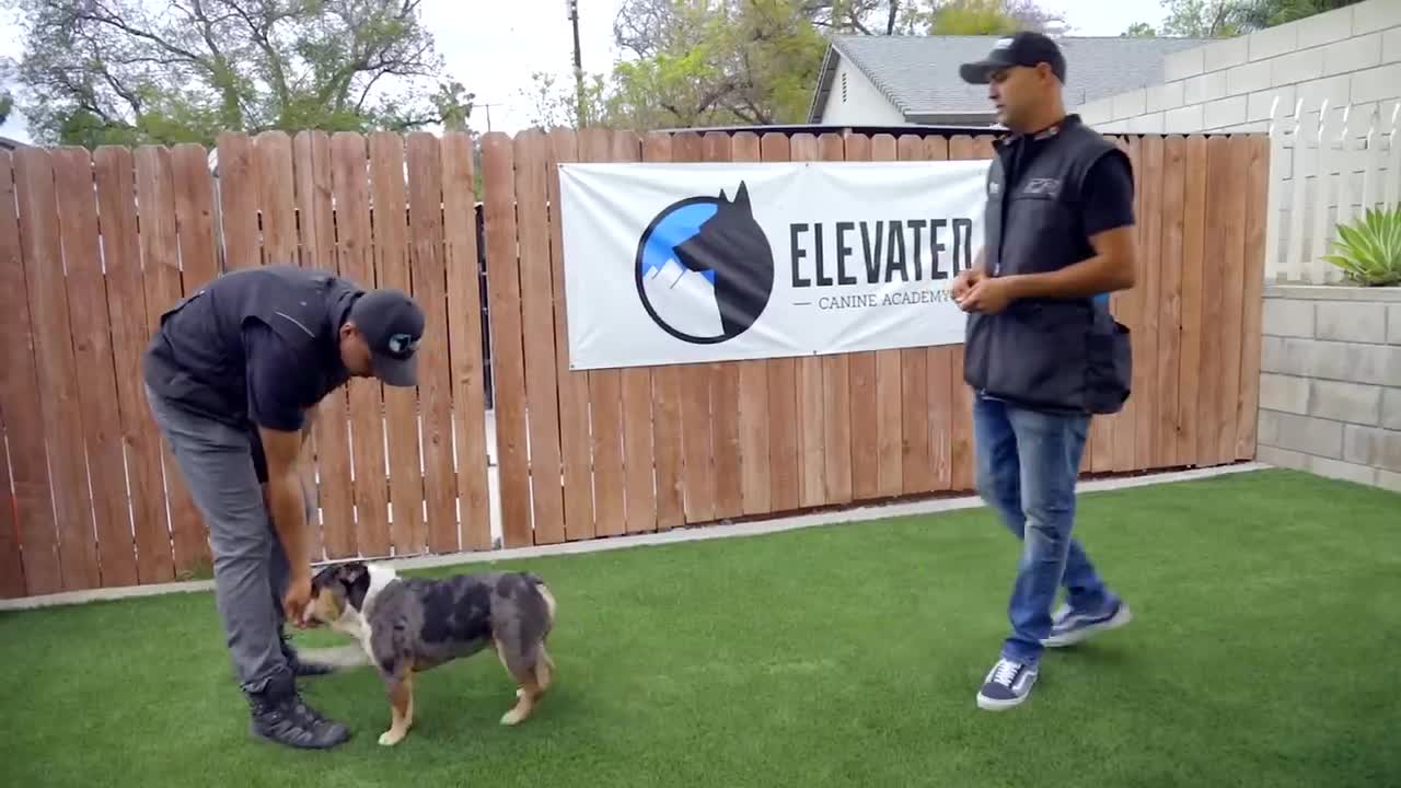 DOG TRAINING FUNDAMENTALS: RECALL