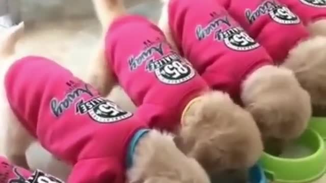 Funny Puppy Video Compilation