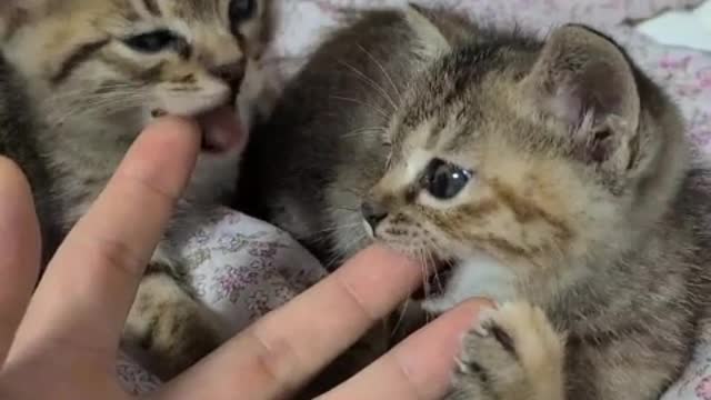 Baby kittens biting fingers