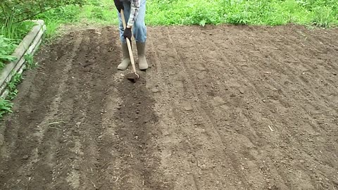 Planting peanuts