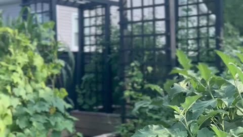 Inspiring Gardens: A Journey with Walther Gardens & Nursery