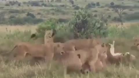 Lions Falls Asleep In The Wrong Hood