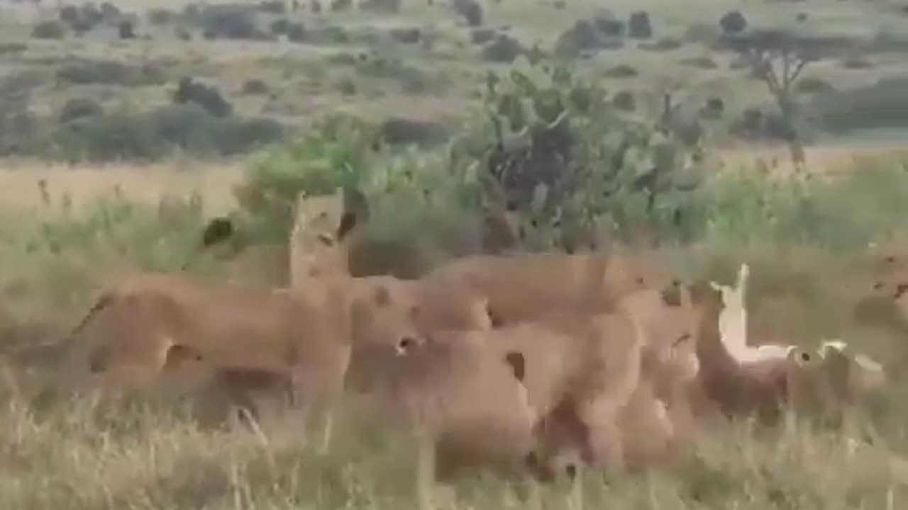 Lions Falls Asleep In The Wrong Hood